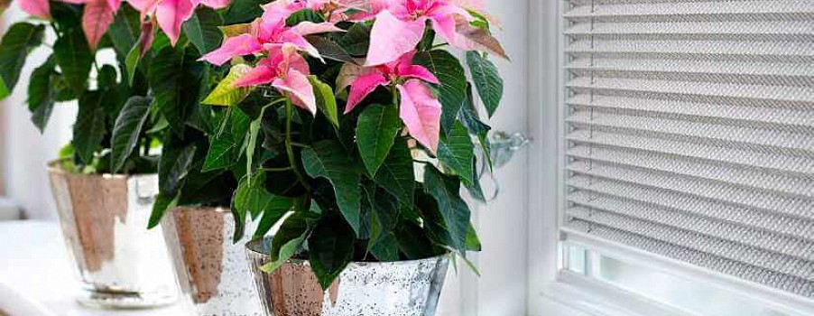 Шторы плиссе в Пущино - фото №4